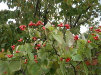 PA090169.JPGのサムネール画像