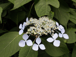 P8120413.JPG