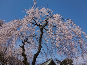 KIMG0443.JPG