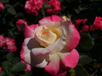 KIMG0894.JPG