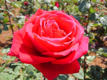 KIMG0904.JPG