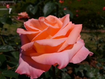 KIMG0927.JPG
