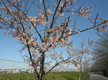 P3110030.JPG