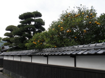 P5050242.JPG