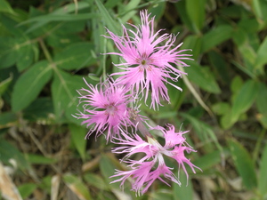 P7290334.JPG