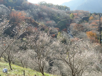 PB170331.JPG